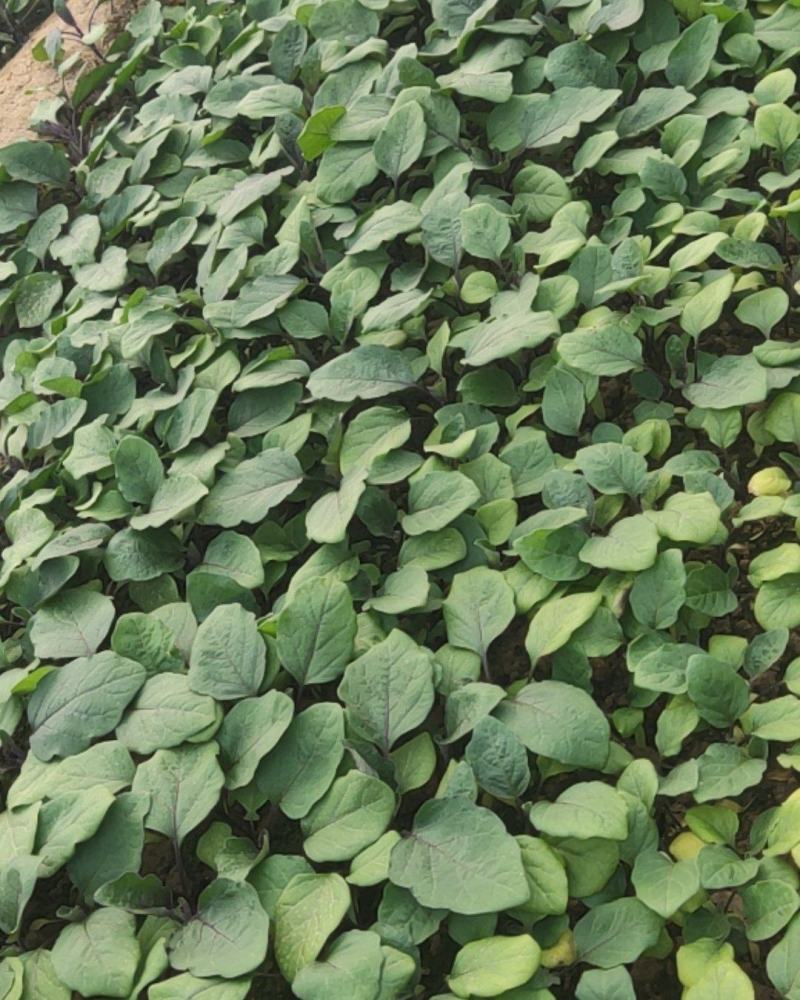 新品苗盘永红黒硕黑圆茄子苗