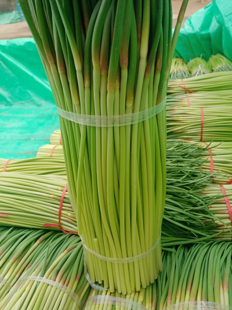中牟红帽蒜苔产地直接发货