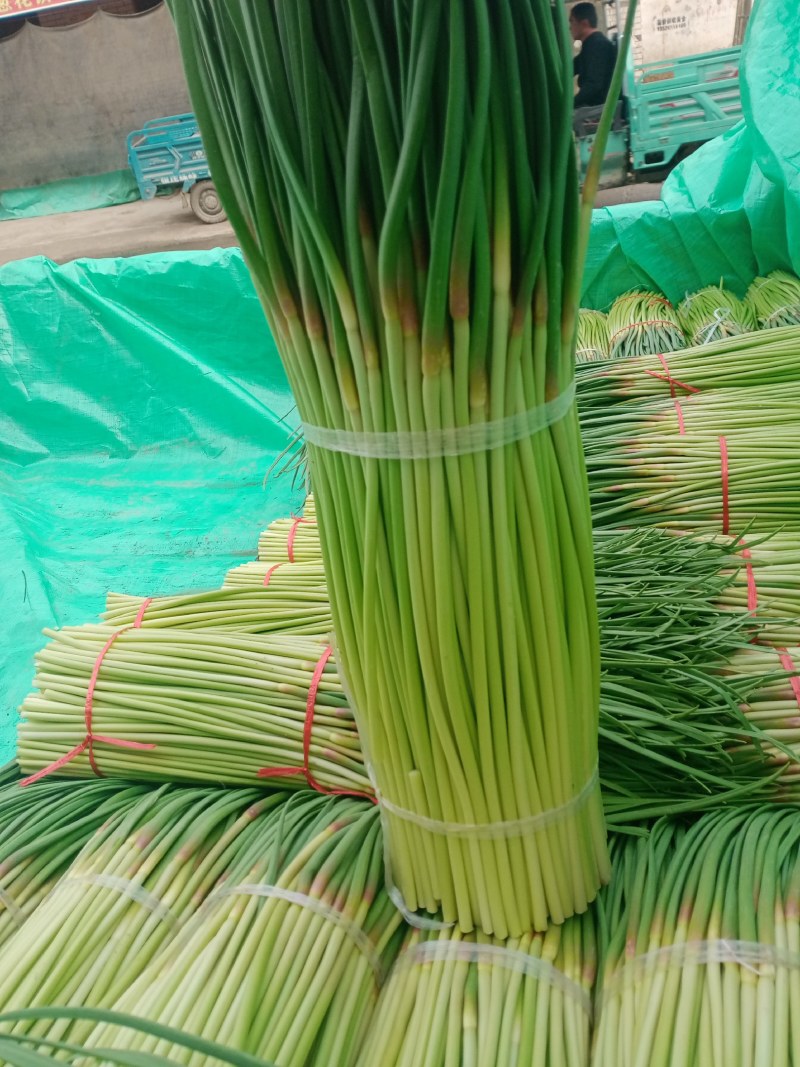 中牟红帽蒜苔产地直接发货