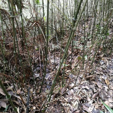 常年供应竹类植物罗汉竹