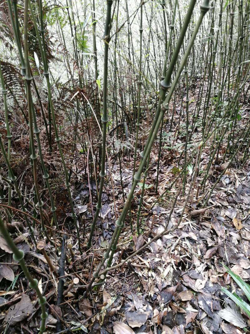 常年供应竹类植物罗汉竹