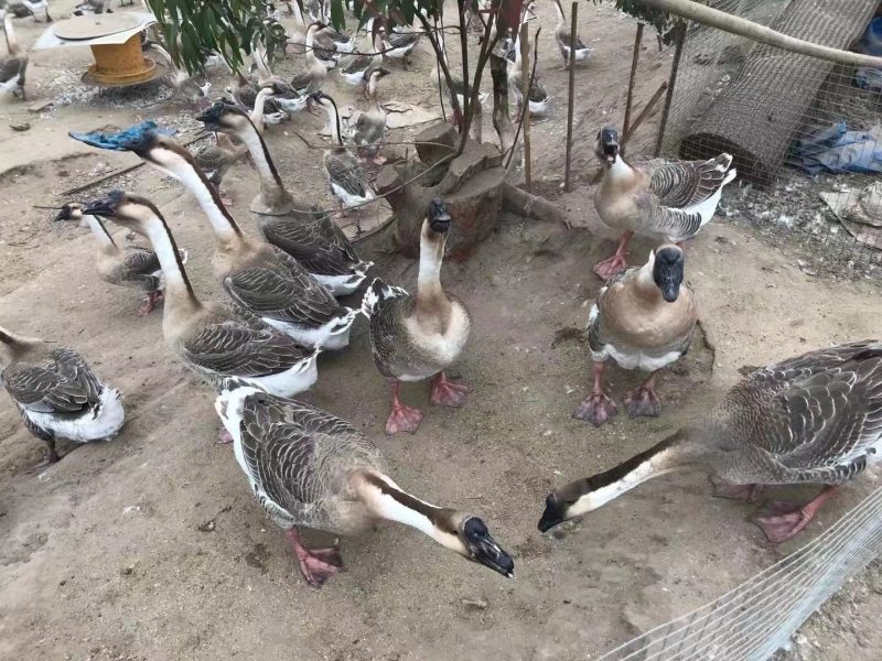130天大白鲨，长期供应