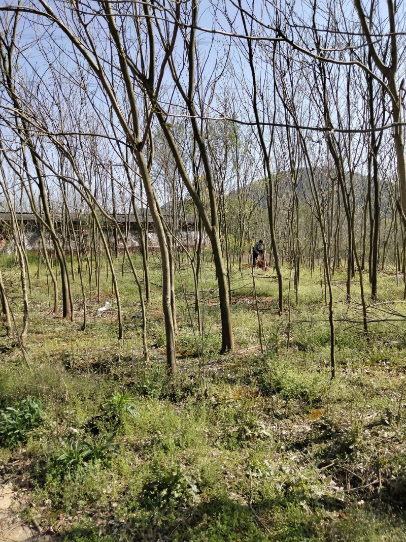 无患树无患小苗各规格大量供应