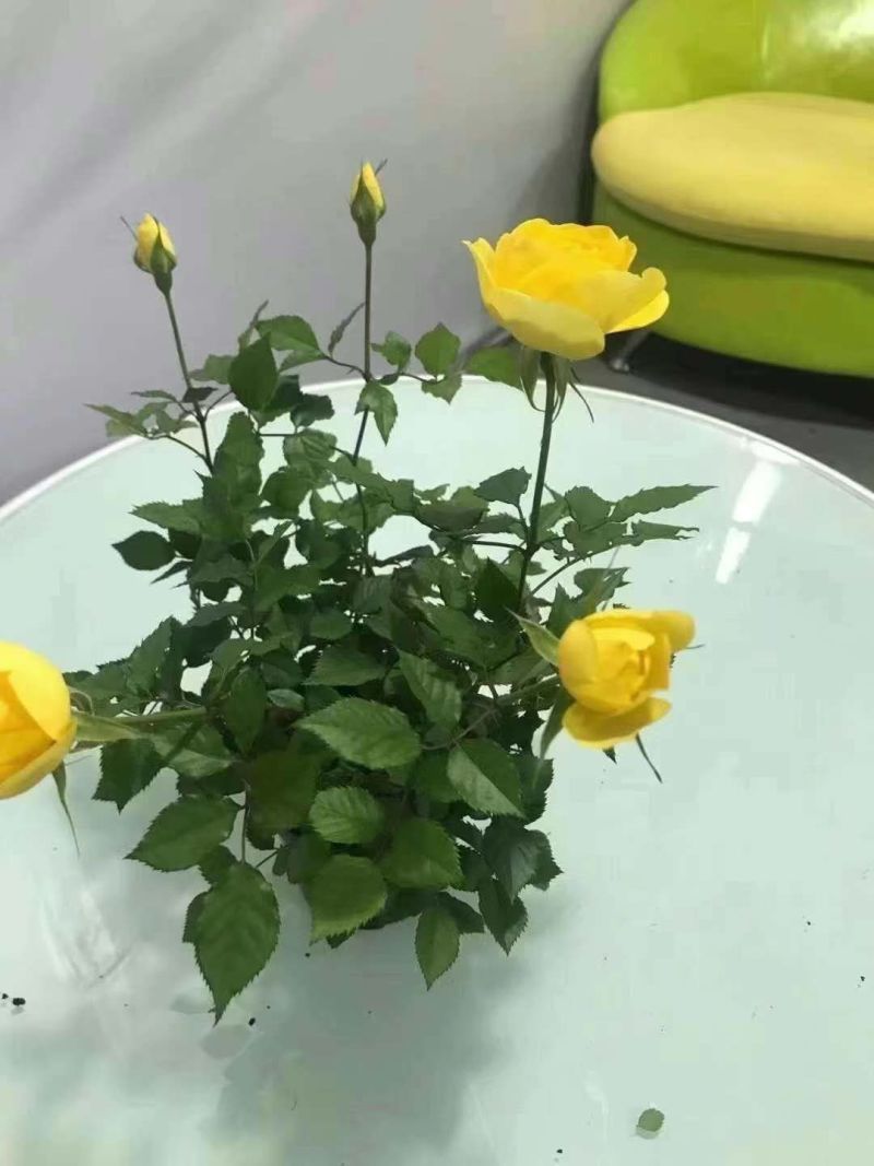 七彩盆栽玫玫瑰，可以耐寒，可以耐高温，适合室内室外种殖。
