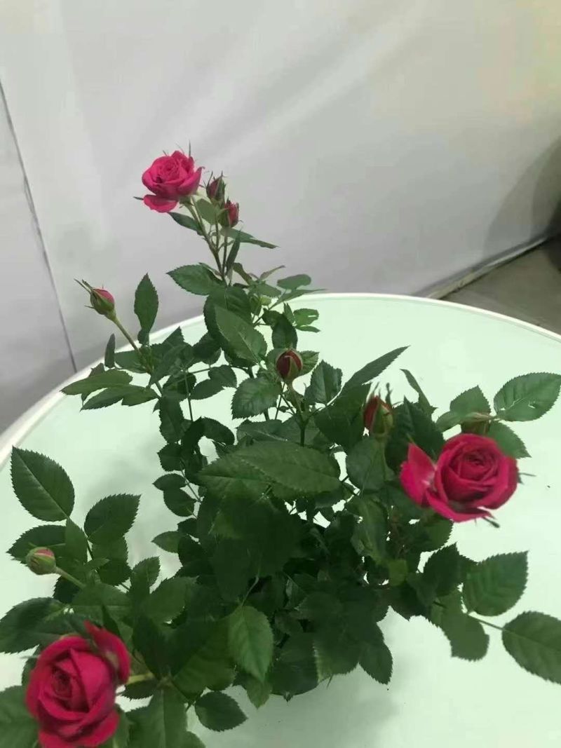 七彩盆栽玫玫瑰，可以耐寒，可以耐高温，适合室内室外种殖。