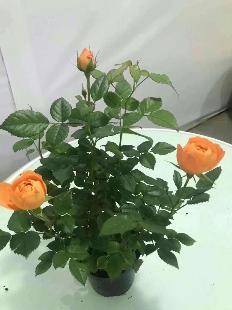 七彩盆栽玫玫瑰，可以耐寒，可以耐高温，适合室内室外种殖。