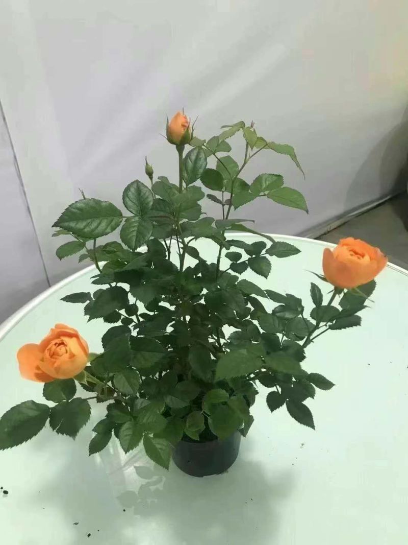 七彩盆栽玫玫瑰，可以耐寒，可以耐高温，适合室内室外种殖。