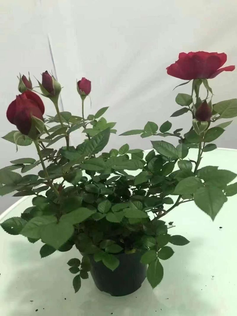 七彩盆栽玫玫瑰，可以耐寒，可以耐高温，适合室内室外种殖。