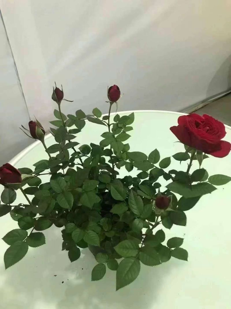 七彩盆栽玫玫瑰，可以耐寒，可以耐高温，适合室内室外种殖。