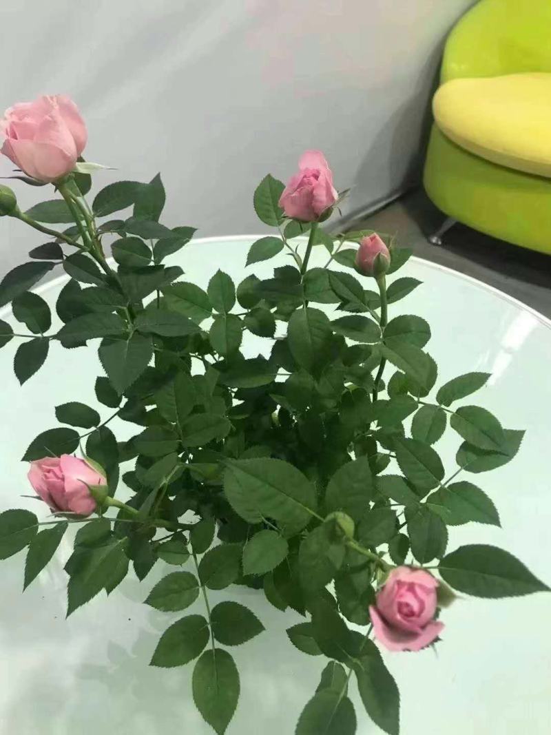 七彩盆栽玫玫瑰，可以耐寒，可以耐高温，适合室内室外种殖。