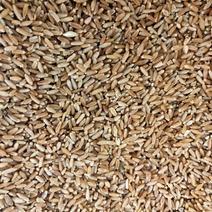 浮小麦浮小麦毕麦小麦货好量大代抓各种药方