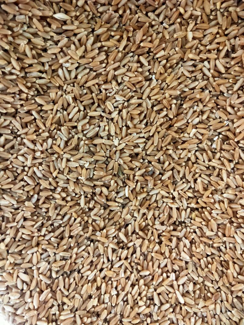 浮小麦浮小麦毕麦小麦货好量大代抓各种药方