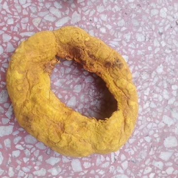 桑黄干品西峡县科达菌种厂桑黄种植基地