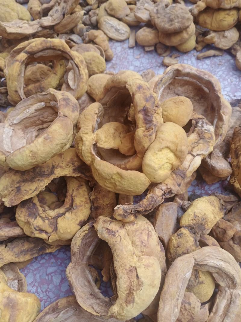 桑黄干品西峡县科达菌种厂桑黄种植基地