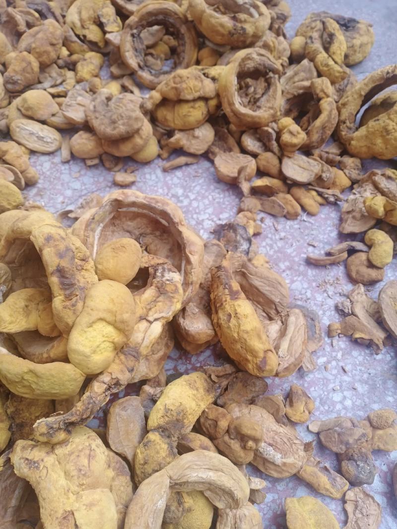 桑黄干品西峡县科达菌种厂桑黄种植基地