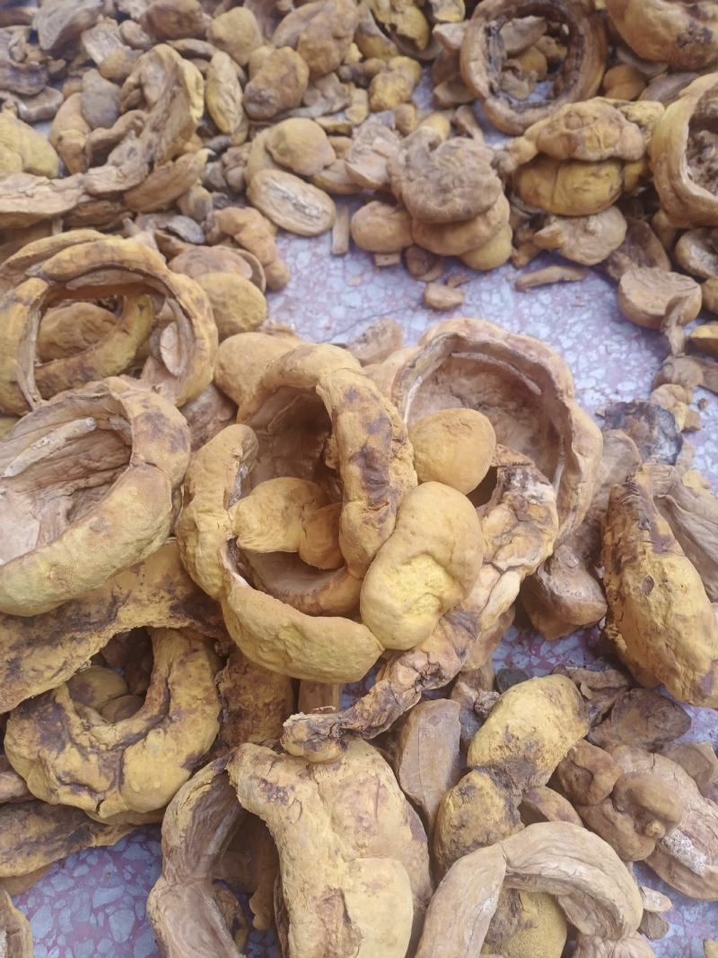 桑黄干品西峡县科达菌种厂桑黄种植基地