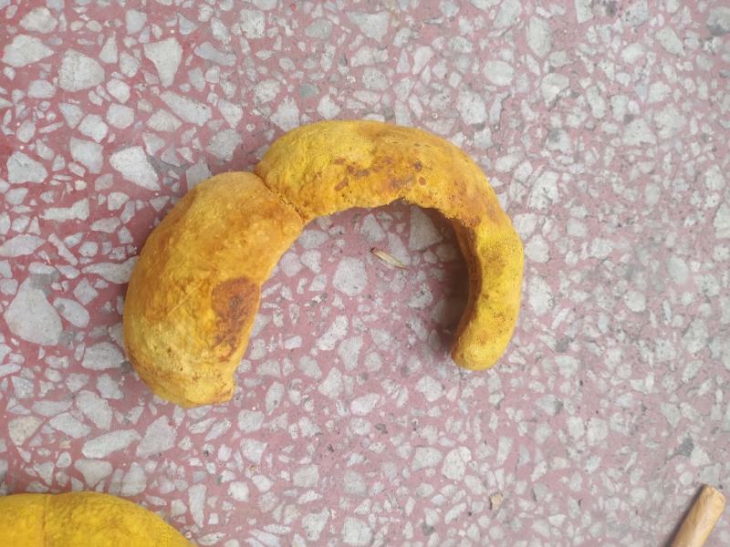 桑黄干品西峡县科达菌种厂桑黄种植基地