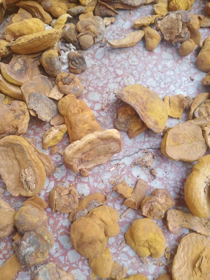 桑黄干品西峡县科达菌种厂桑黄种植基地