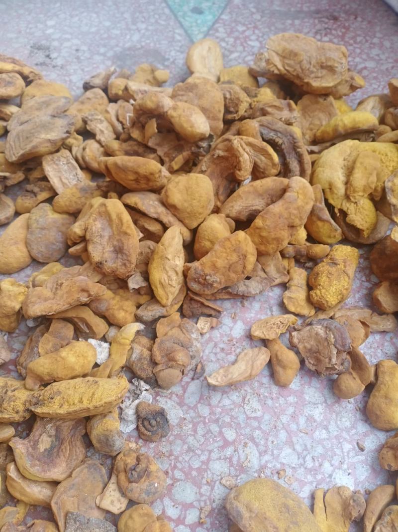 桑黄干品西峡县科达菌种厂桑黄种植基地