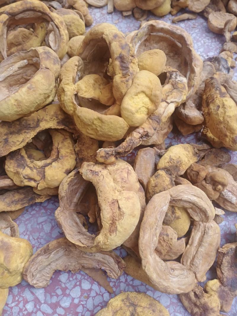 桑黄干品西峡县科达菌种厂桑黄种植基地