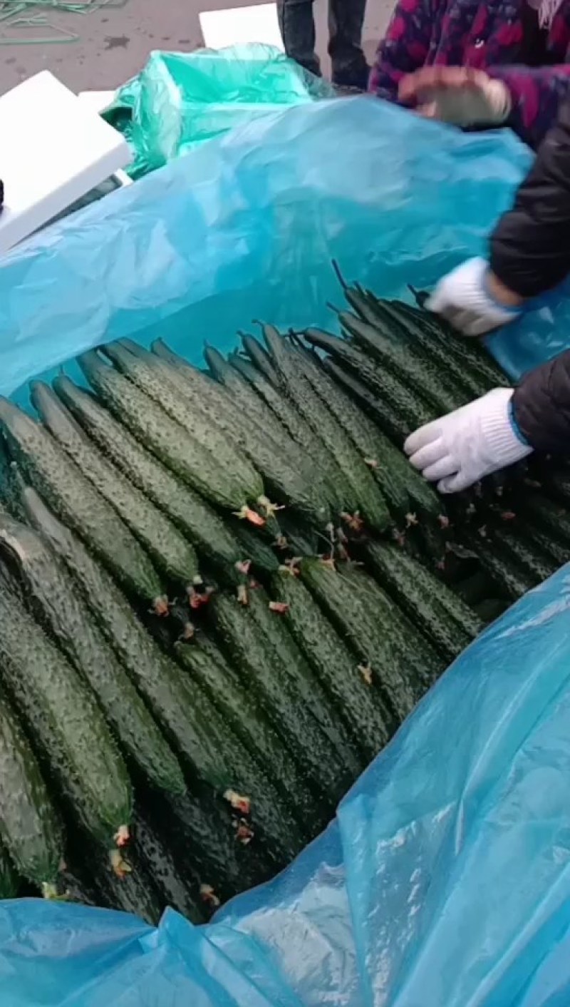 山东黄瓜，兰陵黄瓜精品密刺油亮黄瓜，大量有货，保质保量。