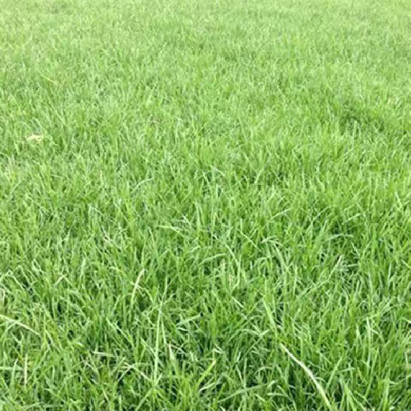 高羊茅草种草坪种子耐寒耐旱耐践踏高羊茅种子