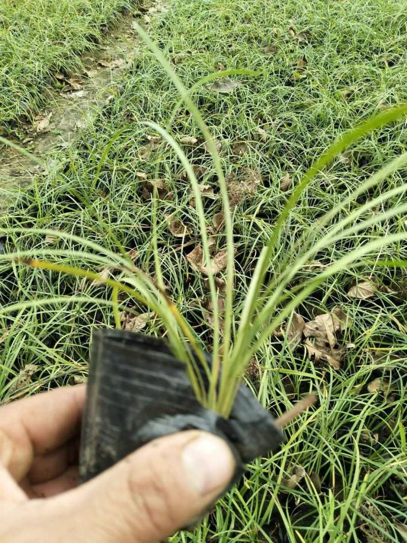 大花秋葵，基地直供，秋葵。常年销售各种地方苗木。