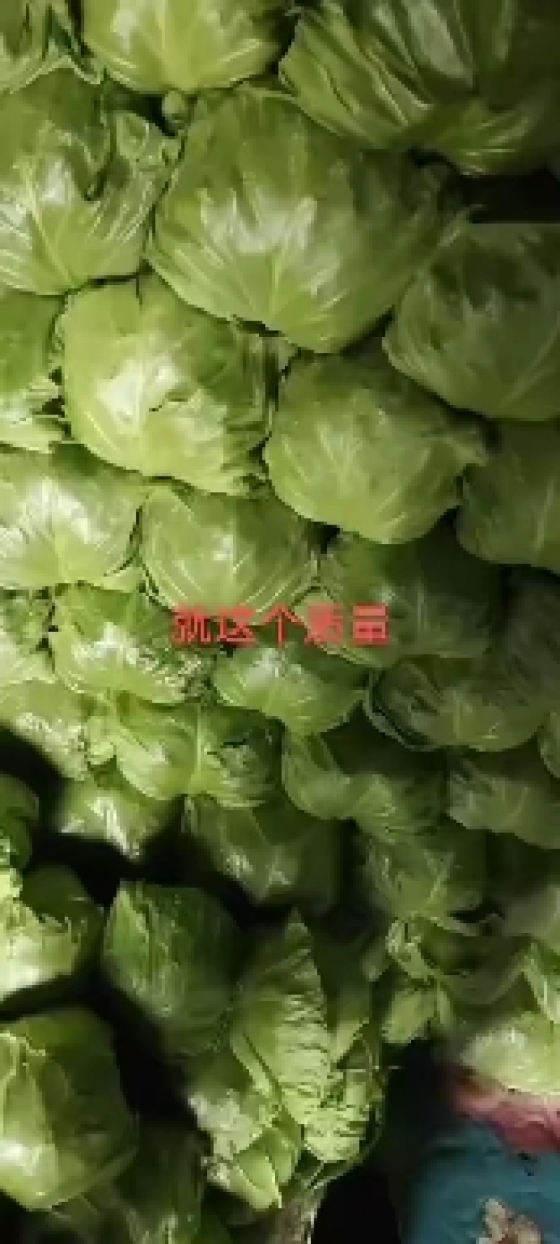 精品甘蓝大量上市中，绿甘中甘等宣菜，物美价廉，欢迎联系