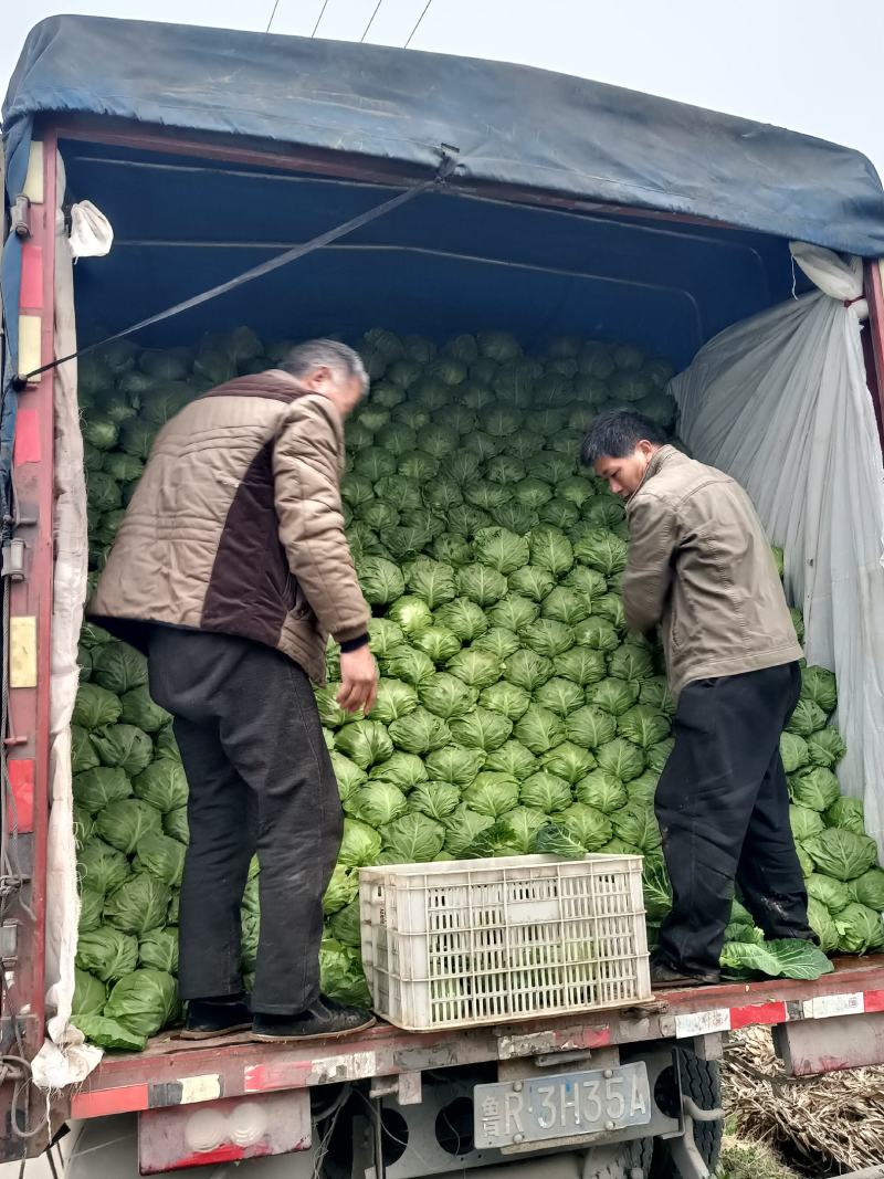 精品甘蓝大量上市中，绿甘中甘等宣菜，物美价廉，欢迎联系