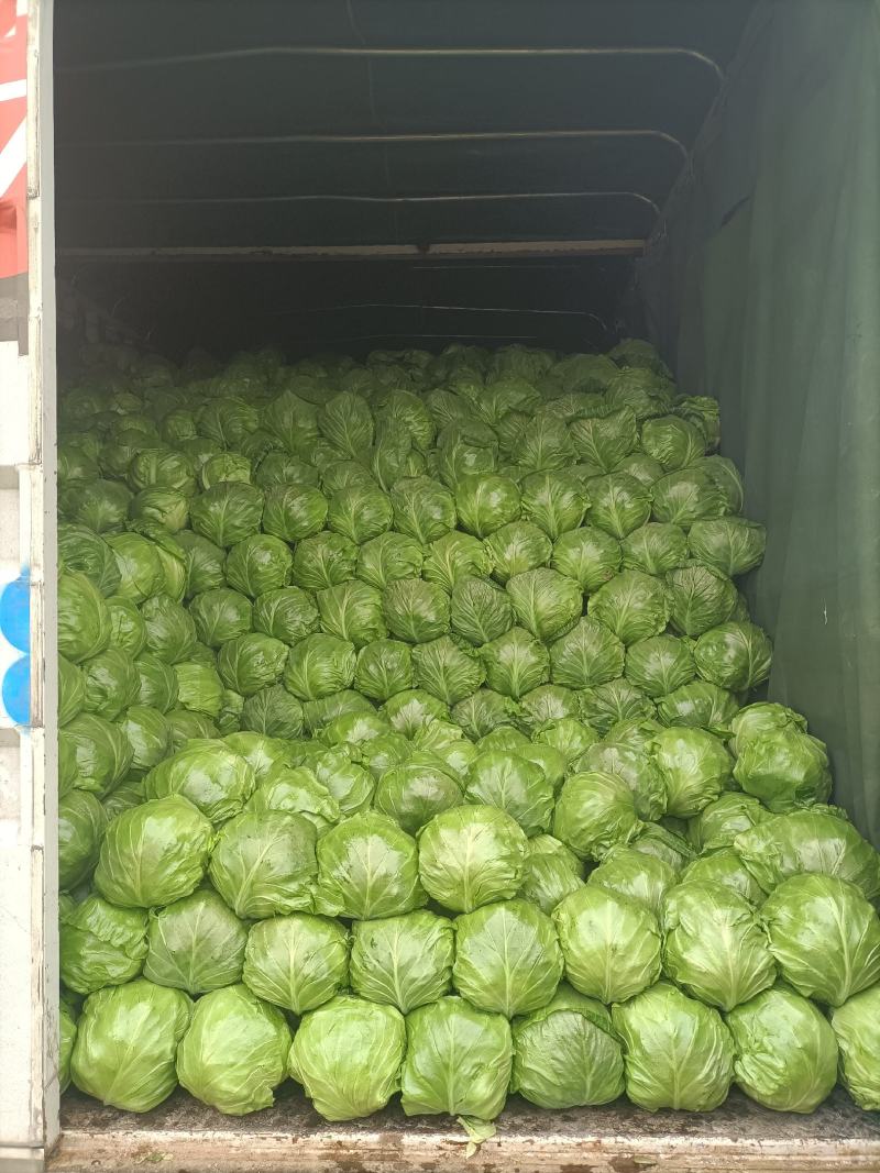 精品甘蓝大量上市中，绿甘中甘等宣菜，物美价廉，欢迎联系