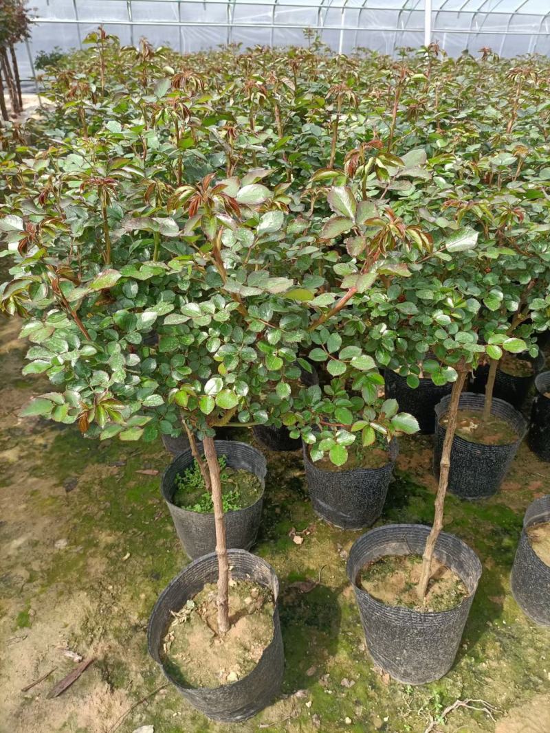 蓝冰麦，基地直销常年销售各种绿化苗木。