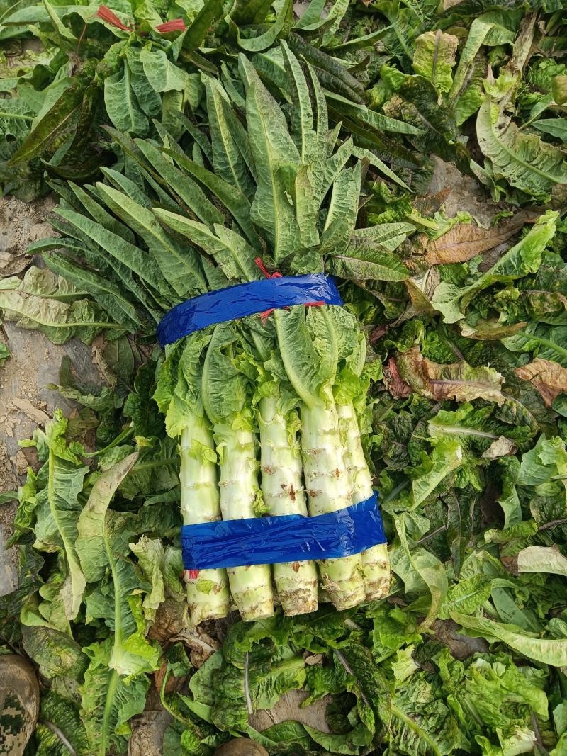 莴笋莴苣上市青笋白笋红笋保质保量无空心专业打捆视频看货