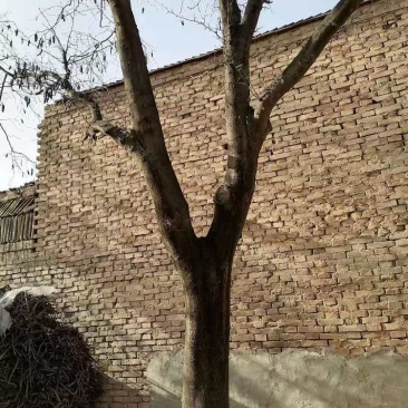 皂角树35的急需出售，有要的朋友赶紧联系