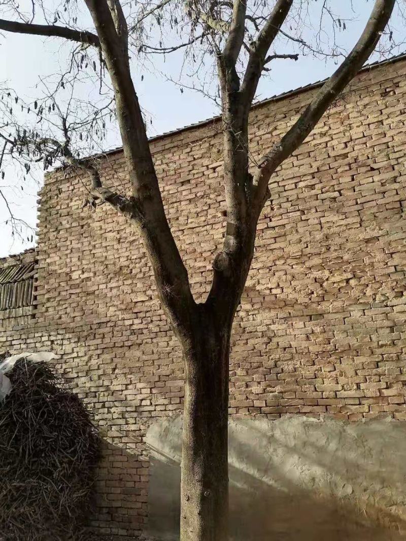 皂角树35的急需出售，有要的朋友赶紧联系