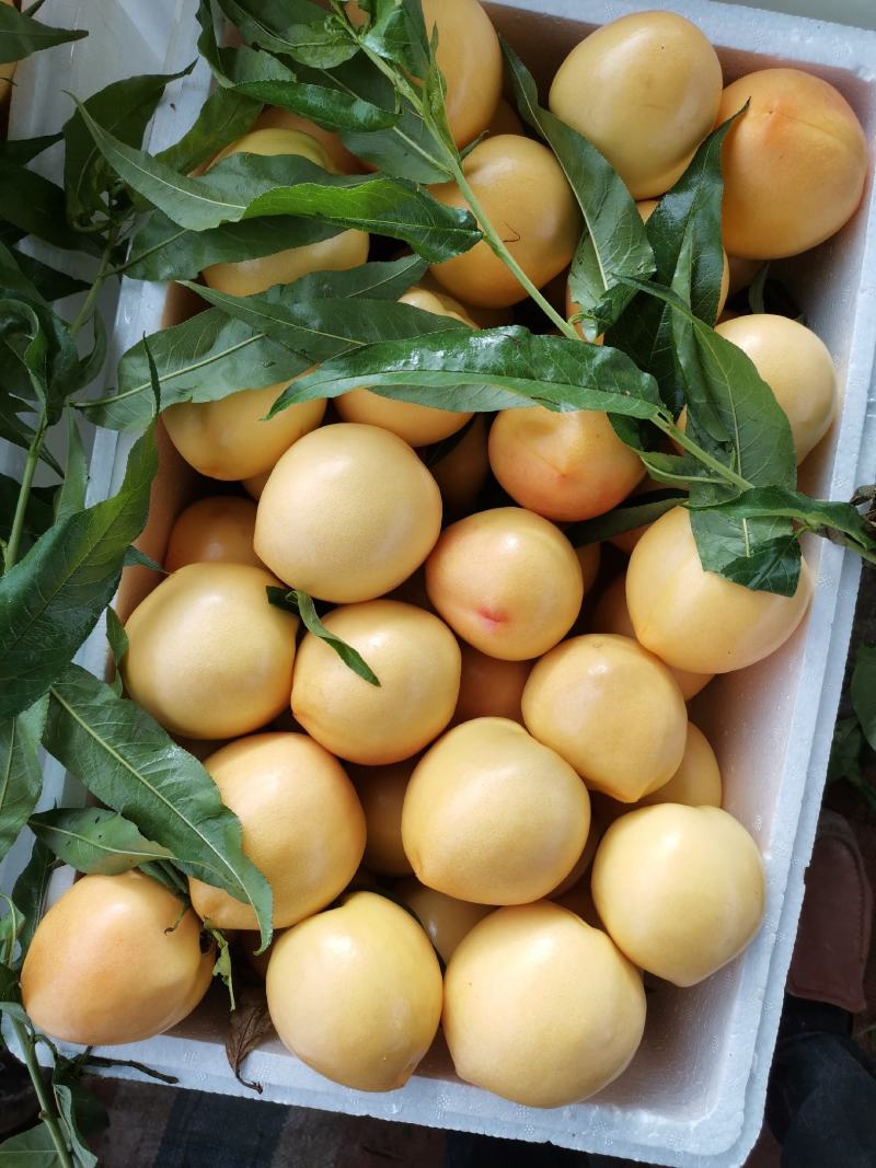 【精品】山东油桃，红油桃，优质油桃，中油油桃，中油四号，
