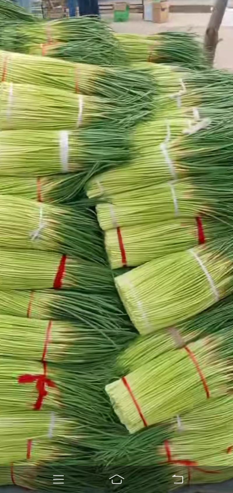 中牟红帽蒜苔开始上市