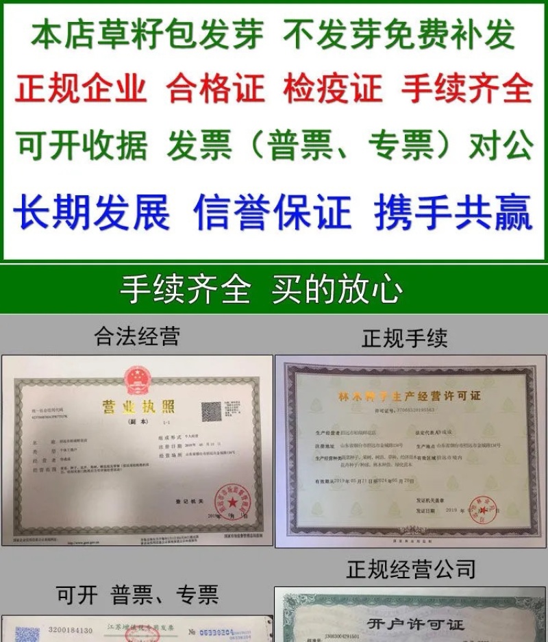 四季青草种四季青草子四季青草坪种子四季常青