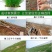 四季青草种四季青草子四季青草坪种子四季常青