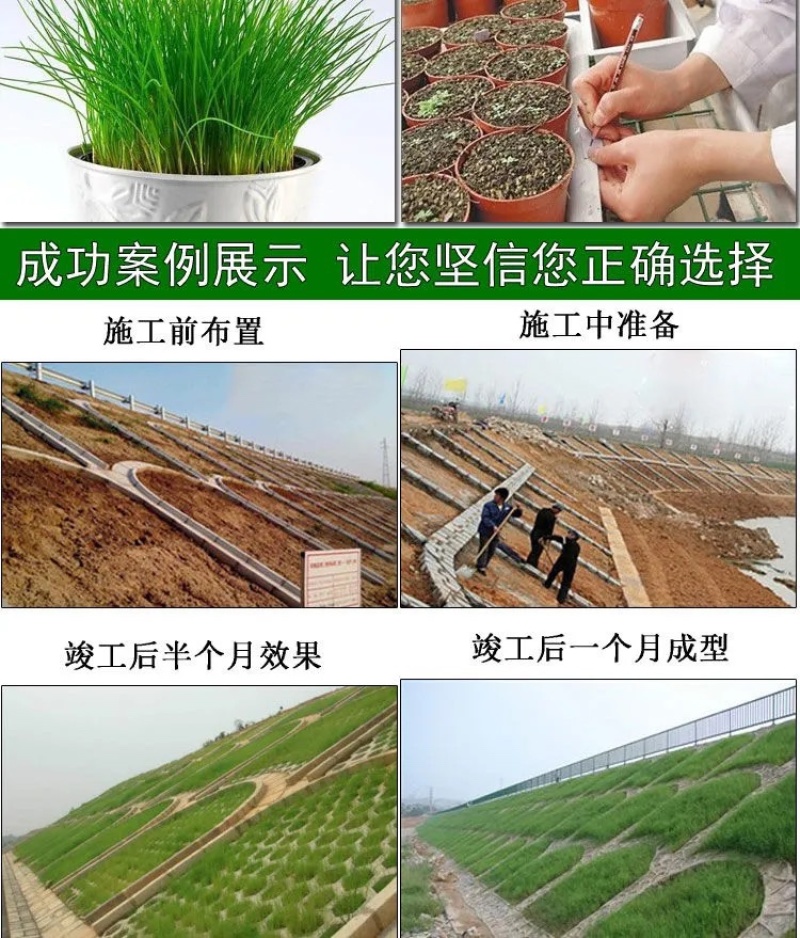 四季青草种四季青草子四季青草坪种子四季常青