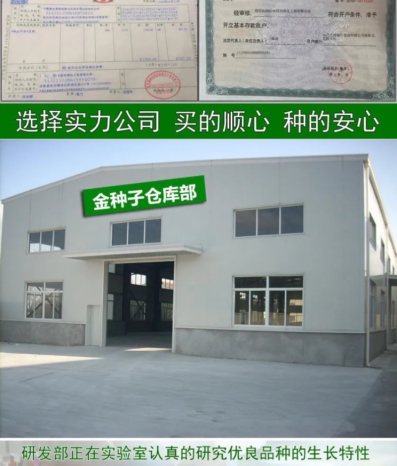 四季青草种四季青草子四季青草坪种子四季常青