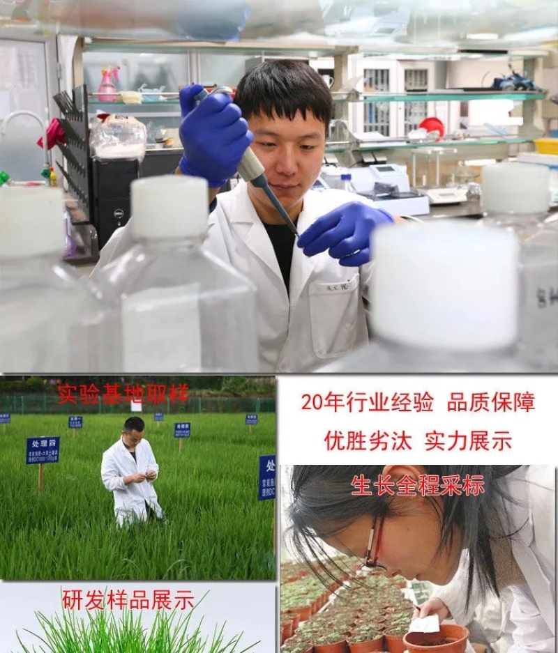 四季青草种四季青草子四季青草坪种子四季常青
