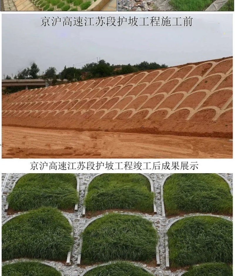 四季青草种四季青草子四季青草坪种子四季常青