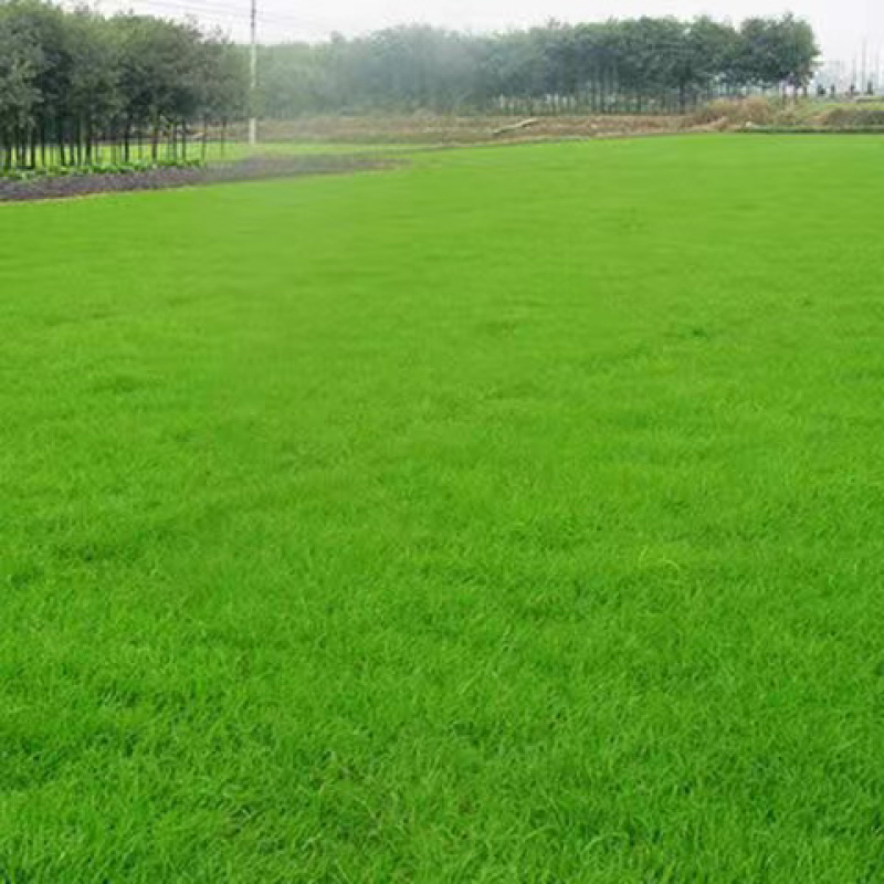 四季青草种四季青草子四季青草坪种子四季常青
