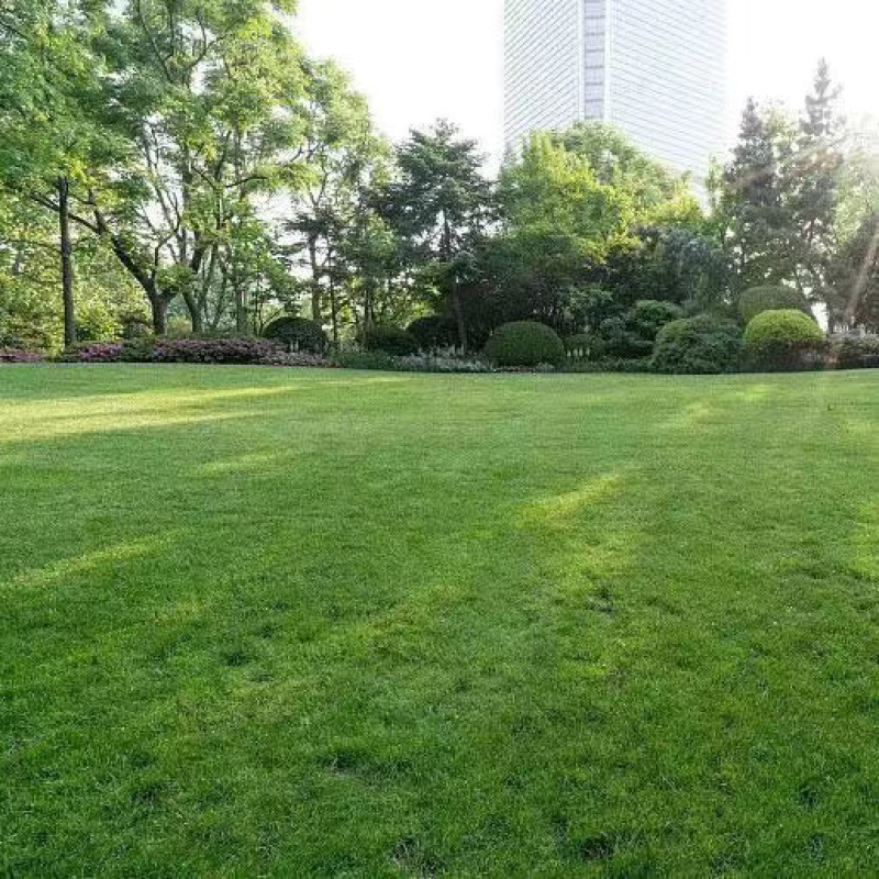 四季青草种四季青草子四季青草坪种子四季常青