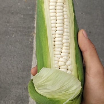 生鲜糯玉米万糯2000
