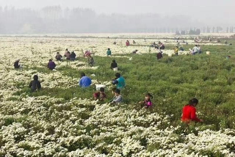 金丝黄菊苗婺源菊花苗免费提供种植技术基地直销包成活