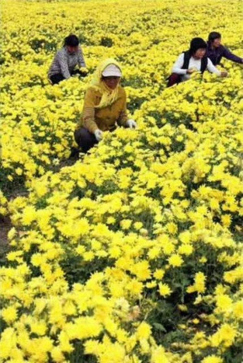 金丝黄菊苗婺源菊花苗免费提供种植技术基地直销包成活