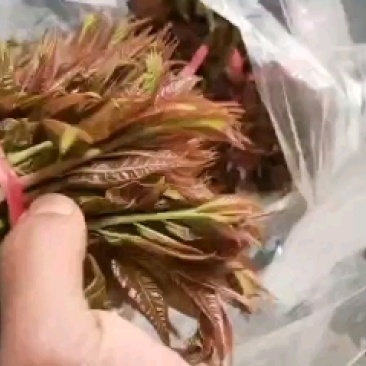 漏天香春芽，大量上市。自产。