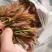 漏天香春芽，大量上市。自产。