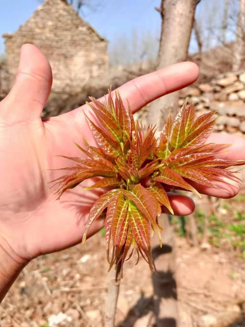 漏天香春芽，大量上市。自产。
